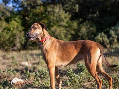 Chienne de 4 ans à donner Petite Annonce chien