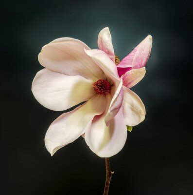 Poster Rosa Magnolie mit Himmel im Hintergrund nach Maß myredro de