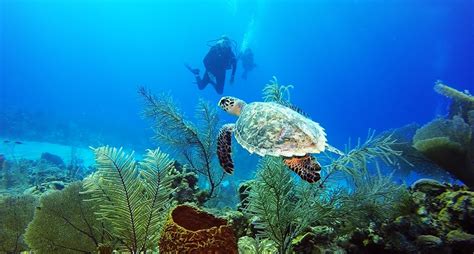 Best All Inclusives For Scuba Divers For 2025 Best All Inclusive