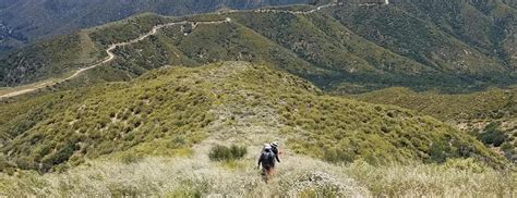 Ucr Ecologists Work Toward Post Fire Rebirth Of Healthy Landscapes