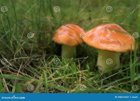 Edible Oily Mushrooms Yellow Boletus In The Forest Mushrooms Suillus