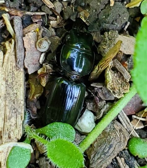 Big Headed Ground Beetle From Orchard Knob Chattanooga TN 37404 USA