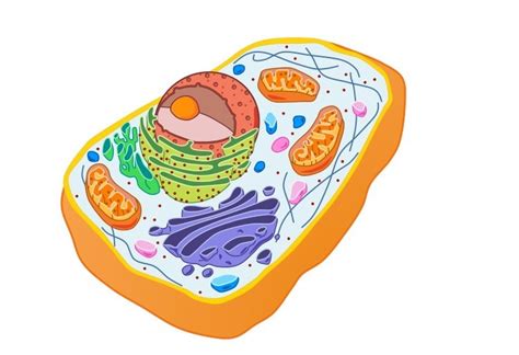 Animal Cell Diagram Quizlet