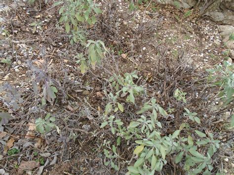 Hard pruning the sage plants - Lindy Sinclair