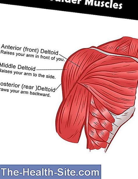 Shoulder Muscles: Function, Anatomy And Diseases 💊 Scientific-Practical ...