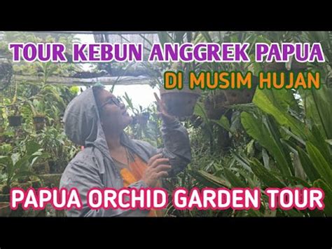 Tour Kebun Anggrek Papua Di Musim Hujan Papua Orchid Garden Tour