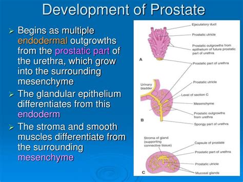 Ppt Development Of Genital System Powerpoint Presentation Id