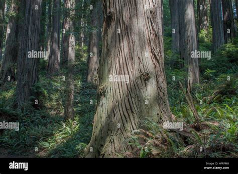 california giant redwoods  res stock photography  images alamy