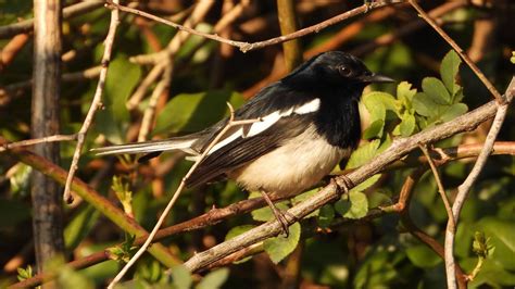 Por Causa Da Atividade Humana As Aves Tropicais Estão Mudando Sua