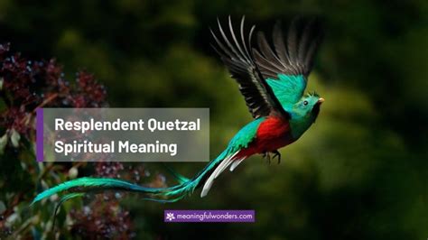 Resplendent Quetzal Spiritual Meaning: 8 Advice About Life