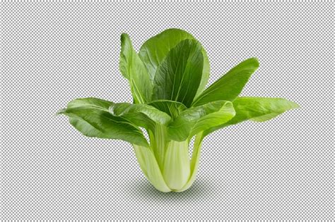 Premium PSD Fresh Green Chinese Cabbage Bok Choy Pok Choi Or Pak