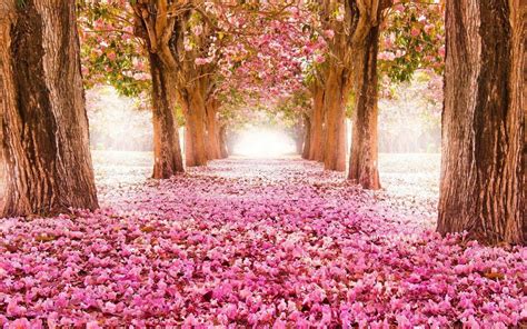 Spring Flower Wallpaper Backgrounds | Best Flower Site