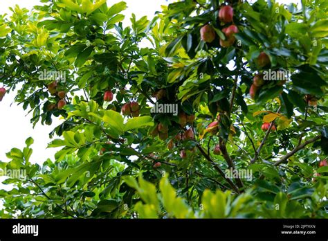 An Ackee Tree With Lots Of Fruits In The Garden Stock Photo Alamy