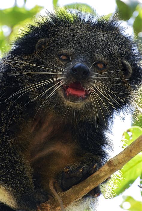 Palawan Bearcat The Binturong Arctictis Binturong Also Flickr