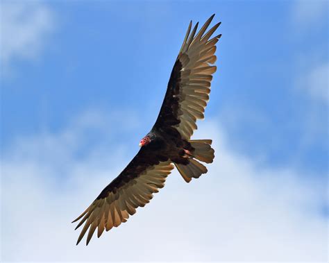 Vulture Turkey Buzzard