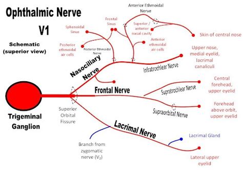 Ophthalmic Nerve V1 Of The Trigeminal Nerve And Its Tributaries