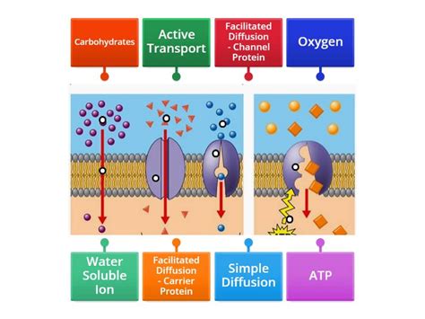 Diffusion Types - Labelled diagram