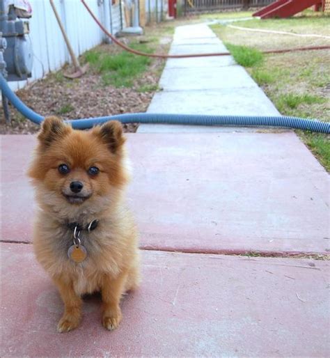 dark tan pomeranian puppy in the garden.jpg Hi-Res 1080p HD