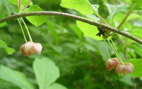 五味子什么时候开花？ 蜜源植物 酷蜜蜂