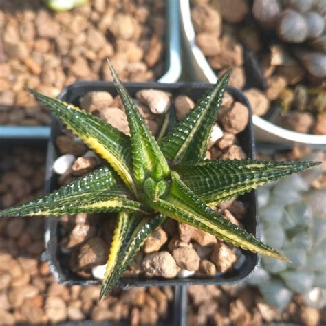 มาเวยนดาง Haworthia limifolia ไมอวบนำ ไมแคระ กระถาง 2 นว