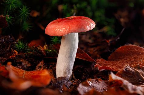 This Mushroom With A Red Shaded Cap And A White Stem Is A Good Edible ...