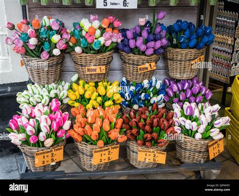 Colorful wooden tulips for sale in Amsterdam Stock Photo - Alamy