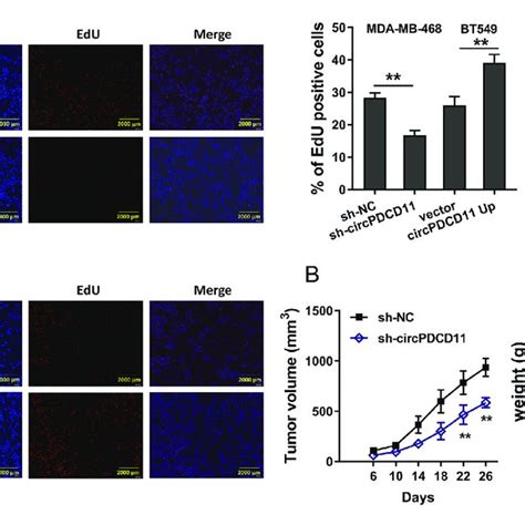 Circpdcd Enhanced Proliferation And Its Silencing Inhibited Tumor