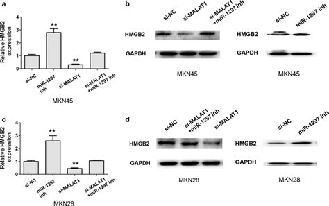 Malat1 Regulated Mir 1297 To Modulate Hmgb2 In Gastric Cancer Cells A