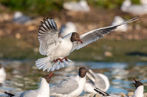 Frankreich Somme Baie De Somme Le Bild Kaufen Image