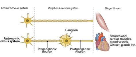 Comparison Of The Somatic And Autonomic Nervous Systems Flashcards Quizlet