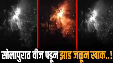 सोलापुरात वीज पडून झाड जळून खाक Youtube