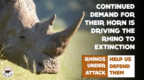 Helping Rhinos - Charity Extra