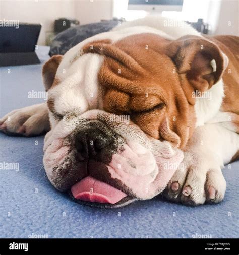 English bulldog sleeping hi-res stock photography and images - Alamy