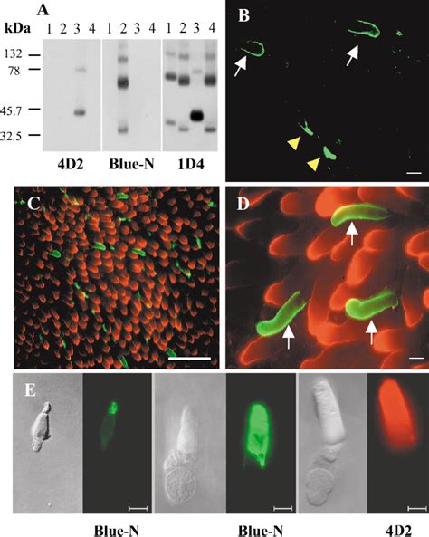 Figure 1 From A Visual Pigment Expressed In Both Rod And Cone