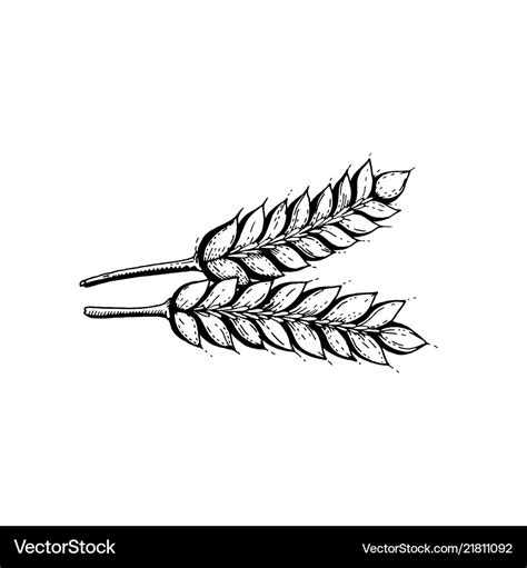 Hand draw wheat ears Royalty Free Vector Image