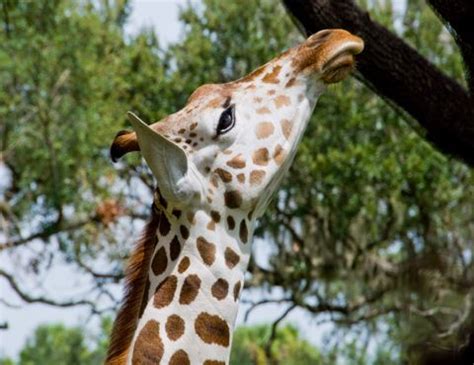 Kilimanjaro Safaris | Disney's Animal Kingdom