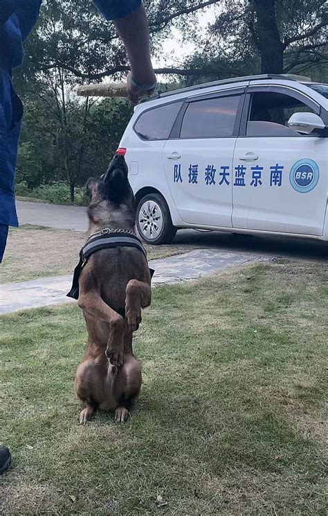 南京蓝天救援队搜救犬小龙“上阵救人”腾讯新闻