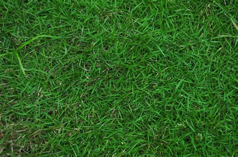 Premium Photo High Angle View Of Grass On Field