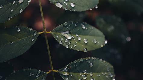 Wallpaper Leaves Drops Macro Wet Green Hd Picture Image