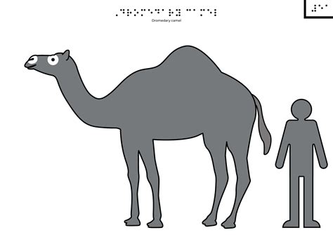 Camel - Tactile Images Encyclopedia