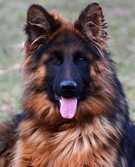 Long Haired German Shepherd Dog German Shepherd Dogs Long Haired