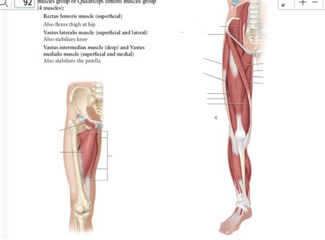 hip/thigh muscles anterior Diagram | Quizlet