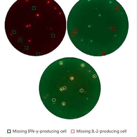 Fluorospot Analysis Of Three Images From The Bottom Of The Same Cell