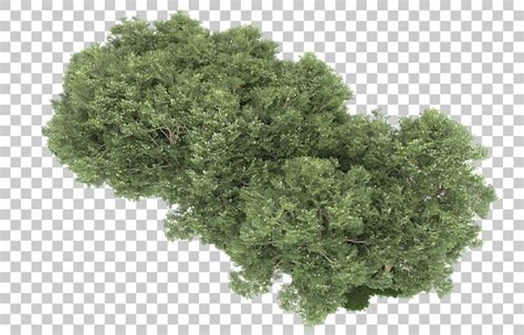 Floresta em fundo transparente renderização em 3d ilustração PSD