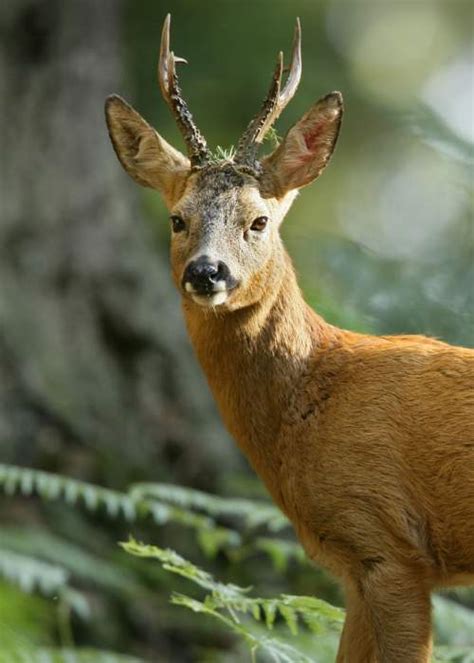 deer  york sees lowest deer harvesting numbers   dec