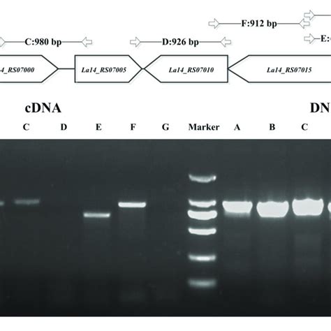 | Congo red staining and biofilm formation assays. (A,B) Congo red... | Download Scientific Diagram