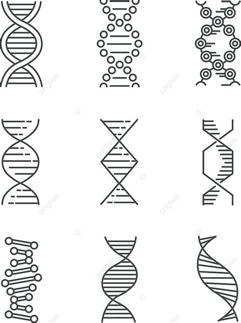 Iconos De Espiral De Adn Lineal Para Biología Molecular Y Genética