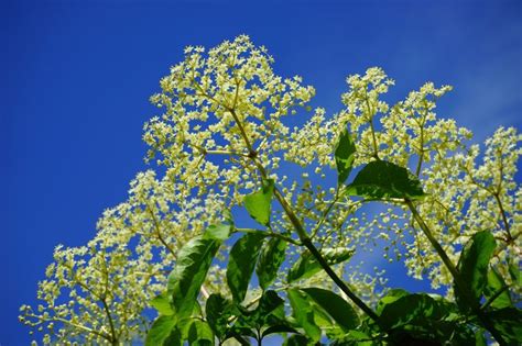 Saúco Características Propiedades Medicinales Cultivo Planta árbol