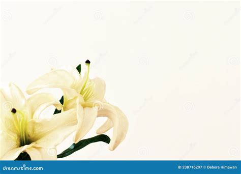 Lily Flower On The White Background Condolence Card Sympathy Card