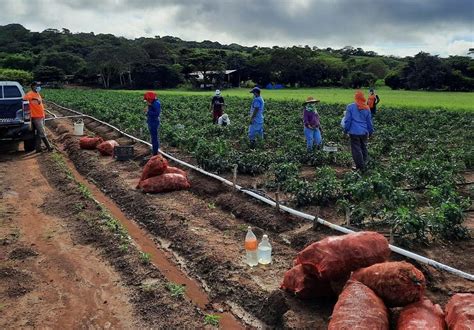 Sector Agropecuario Creci A Pesar De La Pandemia Critica